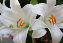 Da Milano a San Casciano e Tavarnuzze con la stessa passione per il calcio: l’addio a Otello Calderini