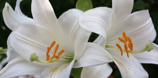 Da Milano a San Casciano e Tavarnuzze con la stessa passione per il calcio: l’addio a Otello Calderini