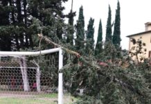 Grassina: cipresso si spezza e si abbatte sulla porta del campo da calcio. Distrutta