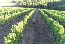 VIDEO / Chianti Classico Marathon: Chiara Angeli la presenta dalla vigna… alla corsa