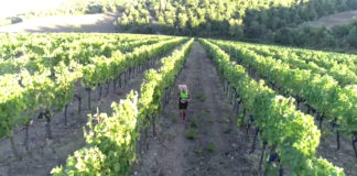 VIDEO / Chianti Classico Marathon: Chiara Angeli la presenta dalla vigna… alla corsa