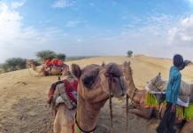 Freestyle: nel Grande Deserto Indiano, rischiando la vita per una… lucertola