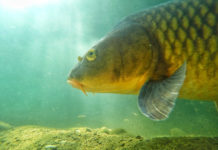 La “pesca digitale” sul fondo del fiume. E la storia della carpa-samurai…