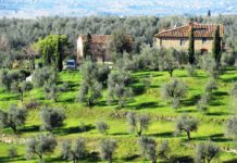 Camminando sulle colline di Vinci, dove visse Leonardo da bambino