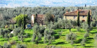 Camminando sulle colline di Vinci, dove visse Leonardo da bambino