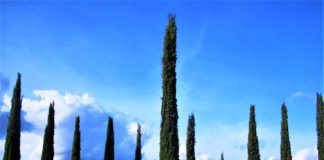 “Camminare in Toscana”: un viaggio (per ora virtuale) alla scoperta dei cipressi e delle acacie