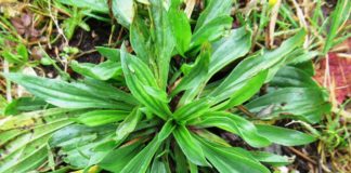 “Camminare in Toscana”: andando per erbe… dal campo alla tavola. Le istruzioni