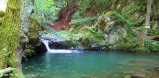 “Camminare in Toscana”: Acquerino, un bagno nel torrente Limentra e il fresco della foresta
