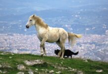 “Camminare in Toscana”. La Calvana, una montagna diversa, tra bellezza naturale, leggende e misteri