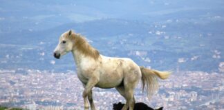 “Camminare in Toscana”. La Calvana, una montagna diversa, tra bellezza naturale, leggende e misteri