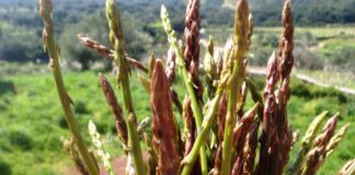 Camminare in Toscana… raccogliendo asparagi: mazzi di vitamine e metafora della nostra società