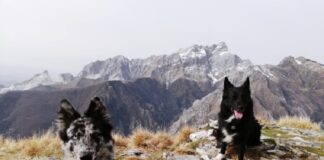 Camminare (in Toscana) fa bene. Camminare con un (cane) pastore fa anche meglio!