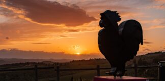 “Camminare in Toscana”: Panzano e la Conca d’Oro, immersi nei colori e nella poesia dell’autunno