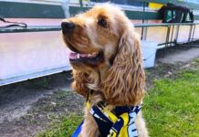 Tifoso speciale per il San Donato Tavarnelle: è un cocker spaniel con 17mila follower su Instagram
