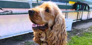 Tifoso speciale per il San Donato Tavarnelle: è un cocker spaniel con 17mila follower su Instagram