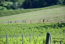Settima Chianti Classico Marathon: tutto pronto per domenica 11 maggio a Mercatale