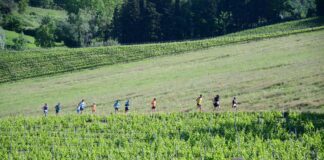 Settima Chianti Classico Marathon: tutto pronto per domenica 11 maggio a Mercatale