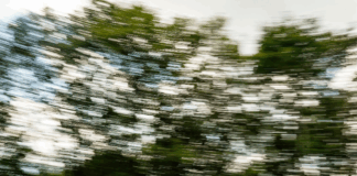 Matteo Bacci: per la Rieti-Terminillo il pilote di Barberino Tavarnelle è tornato alla fedele Alfa Romeo Giulietta