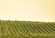 Domenica 31 maggio si torna a Montalcino, sulle strade dell’Eroica
