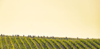 Domenica 31 maggio si torna a Montalcino, sulle strade dell’Eroica